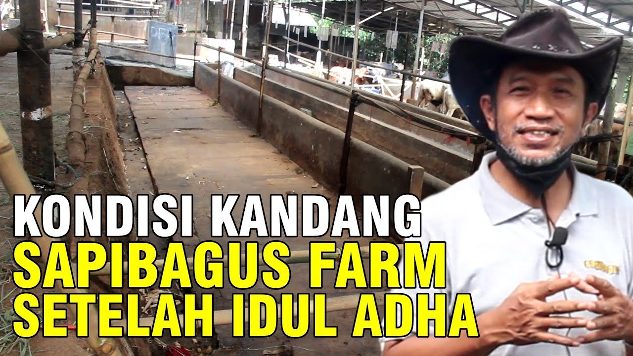 
                                 Kondisi-Kandang-Setelah-Qurban-Di-Sapibagus-Farm